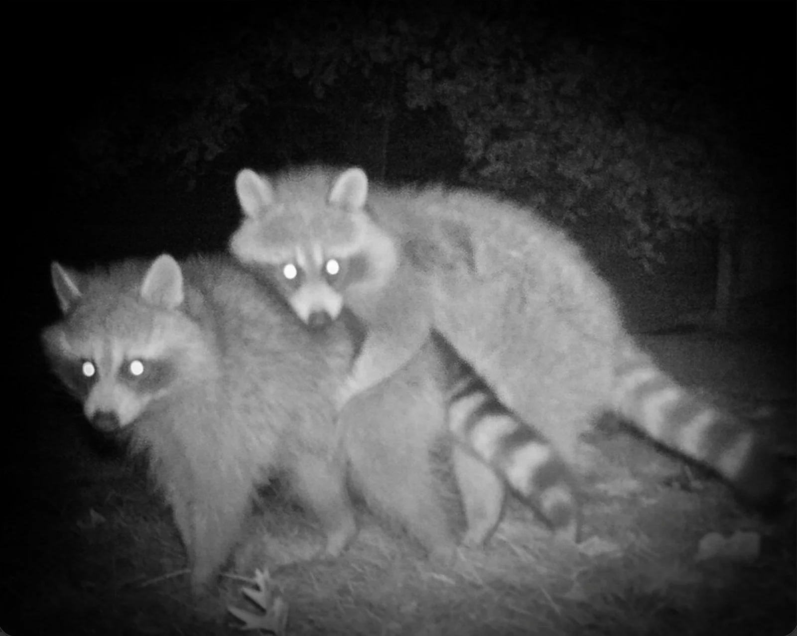 🔥 The Story Behind NEDOMESTICIT by Feral Business featured image